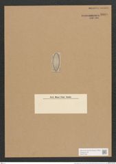 Surirella patella Kuetz. (de-Toni-Nr.: Genus 53, Species 2262) Zeichnungen Sammlung Grunow Nr. 4689 (NHMW-BOT-W0372768)